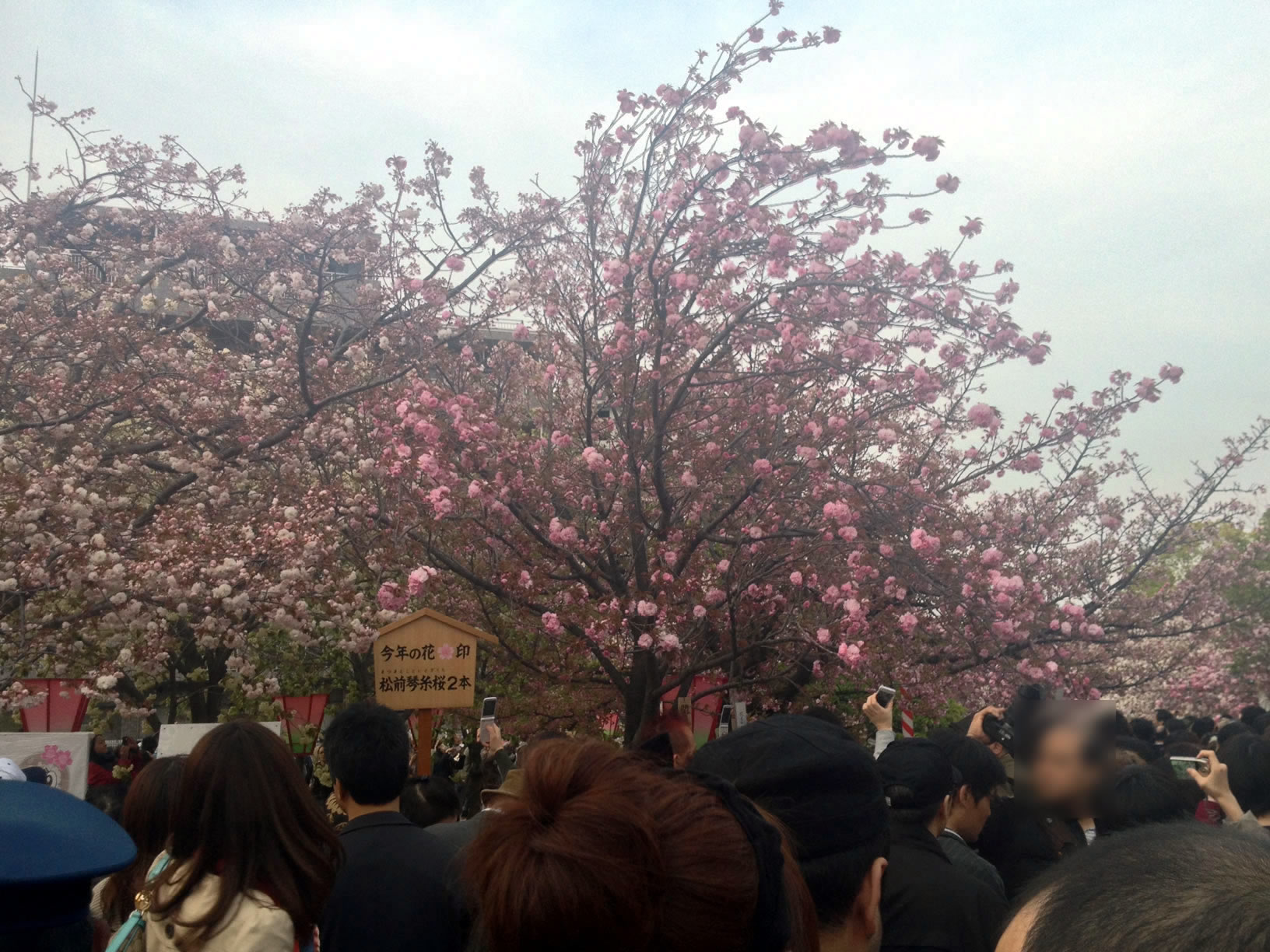 2014年の造幣局桜の通り抜け06 2014年の造幣局桜の通り抜け06